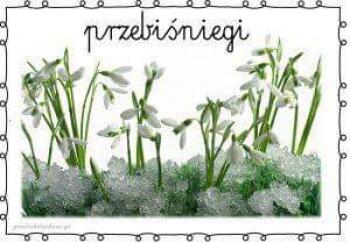 przebiśniegi.jpeg