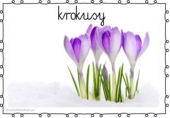 krokusy.jpeg